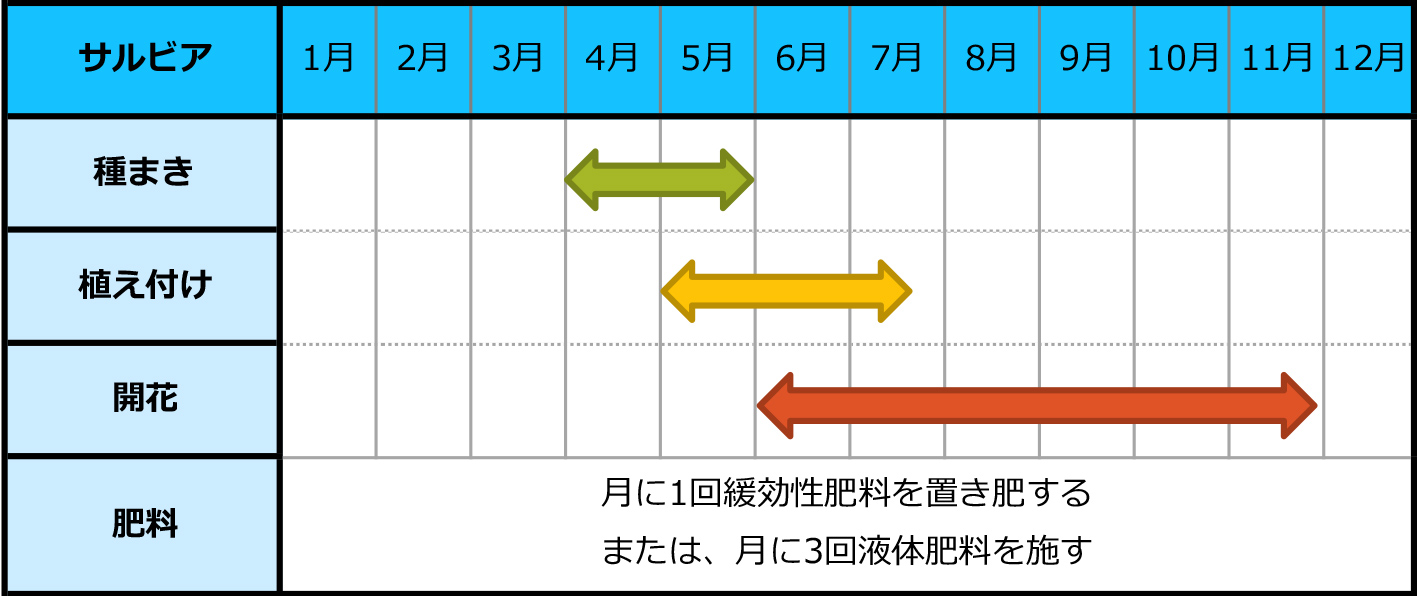 サルビアのカレンダー