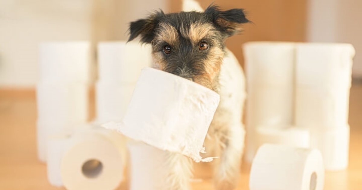 犬や猫の粗相の原因とは ペットの粗相対策 Home Alsok研究所 ホームセキュリティのalsok